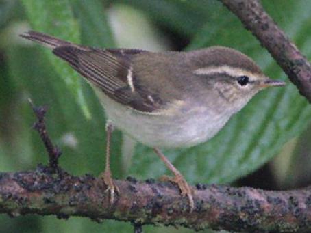 双斑绿柳莺图片