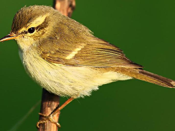 双斑绿柳莺图片