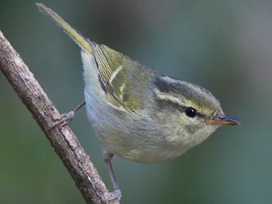 白斑尾柳莺图片