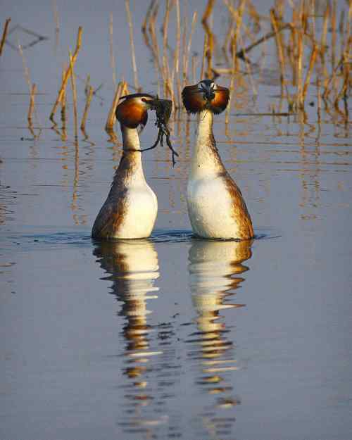 水上探戈舞蹈家——鸊鷉