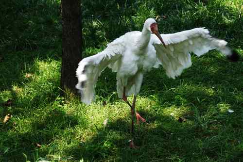 白鹳在独舞