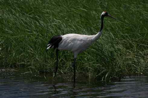 一组丹顶鹤摄影