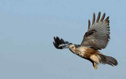 遨游天空 毛脚狂奔放飞翔