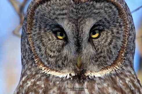 猫头鹰乌林鸮的”雷达系统” 猫头鹰乌林鸮的”雷达系统”