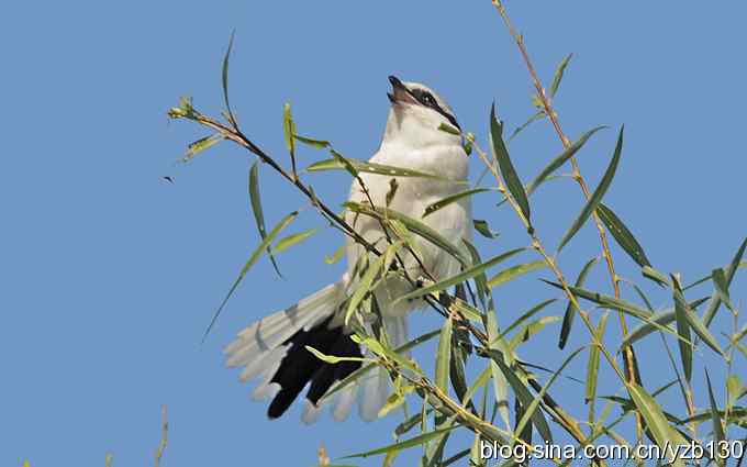 沙河水库近拍青脚鹬(组图) 沙河水库近拍青脚鹬(组图)