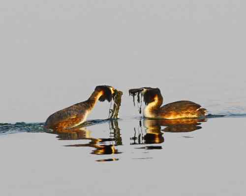 水上探戈舞蹈家——鸊鷉