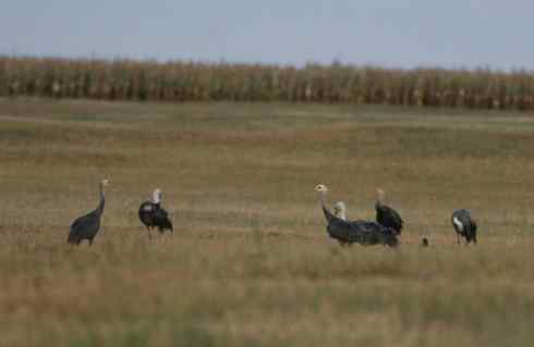 [组图]迁徙中的白头鹤