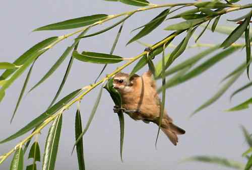 攀雀快乐织巢和歌唱