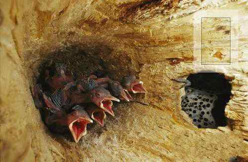 各种有意思的鸟巢