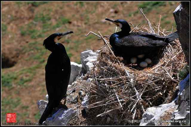 【加贝先生原创摄影】 青海湖鸟岛上的鸬鹚鸟(16p)