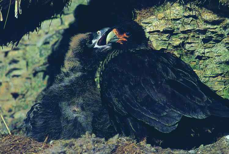 吃蛇的猛禽蛇雕——短尾雕