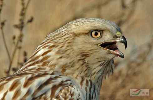 捕鼠的猛禽——看看他们的嘴