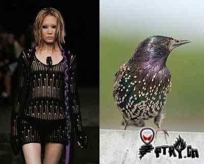 时装模特 VS 鸟儿模特