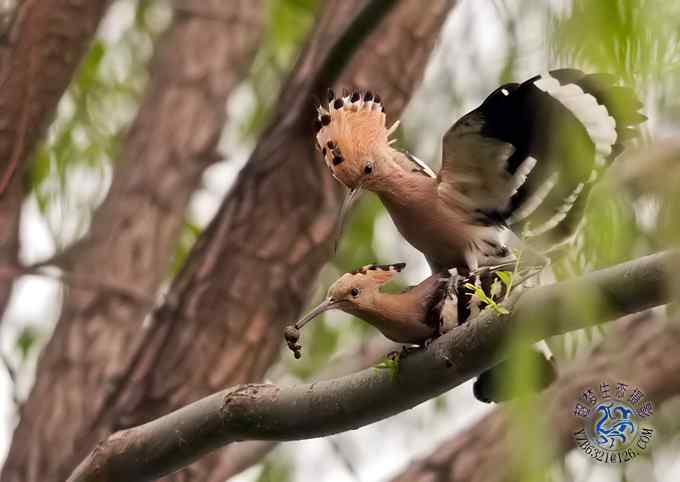 首次拍到戴胜奇观（组图，20张图片）