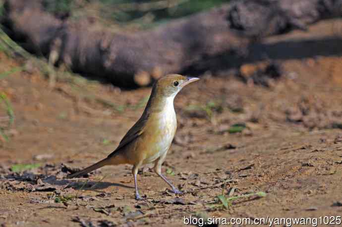 厚嘴苇莺(3) 厚嘴苇莺(3)