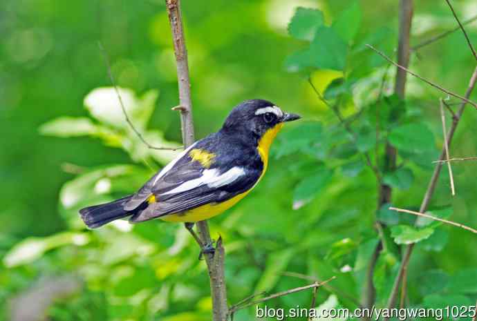 雄性白眉姬鹟（4）