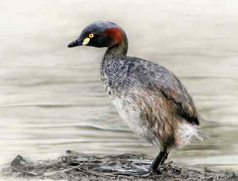 小鸊鷉Little Grebe