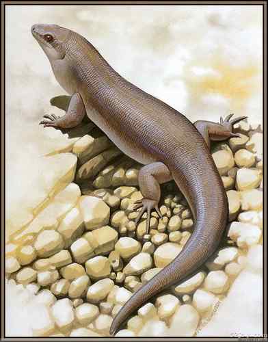 世界灭绝动物画像大全