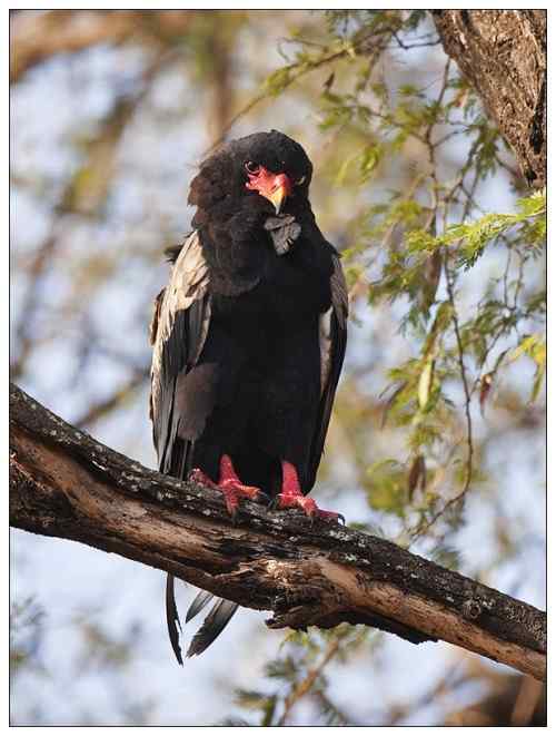 吃蛇的猛禽蛇雕——短尾雕