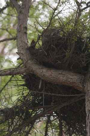 [组图]乌林枭妈妈