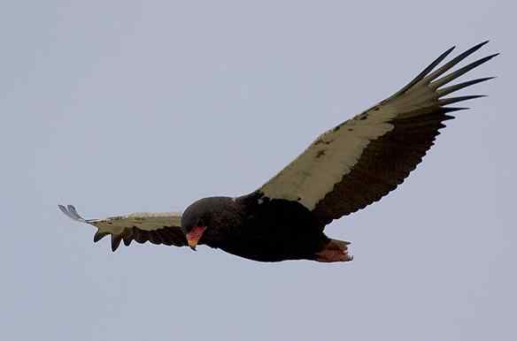 吃蛇的猛禽蛇雕——短尾雕