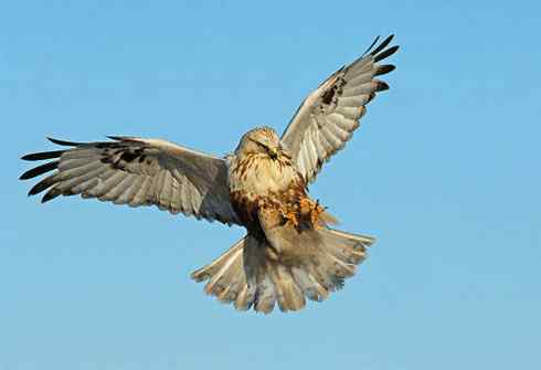 如何识别飞行的毛脚鵟