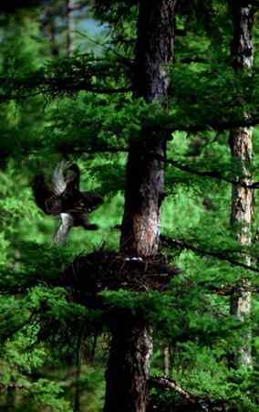 [组图]乌林枭宝宝长大了