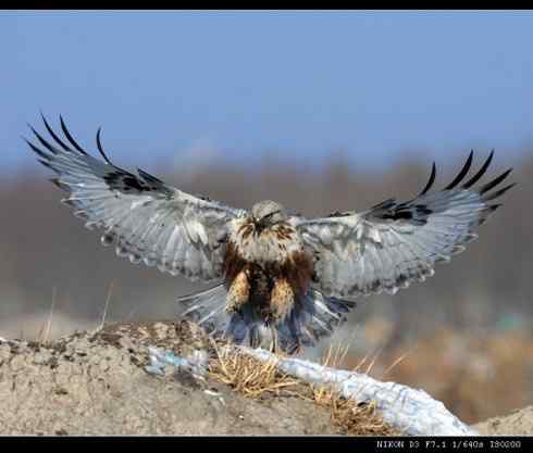 鵟的百变羽色——土灰型