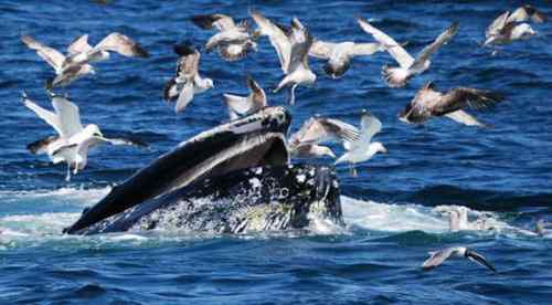 无畏的海鸥 与驼背鲸抢食