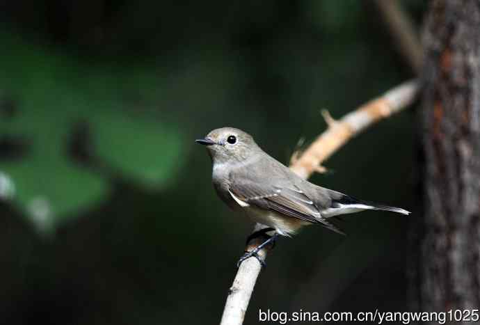 红喉姬鹟（25）