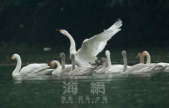 世界著名鸟类——雁形目