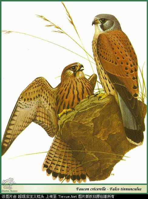 手绘画第5辑——猛禽和啄木鸟