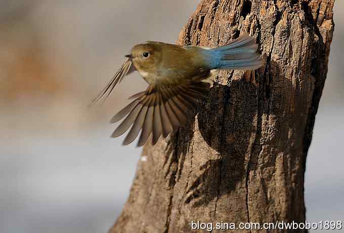 这个红红很有趣儿