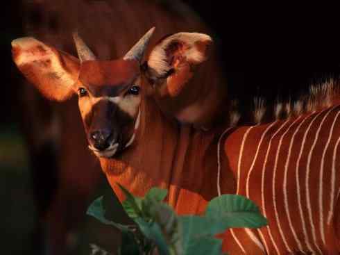 麒麟：传说的兽原型探秘（紫羚）