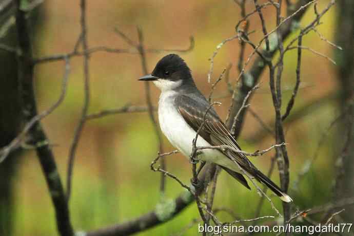 美国鸟类摄影——东霸鹟：个子不大，却十分霸道