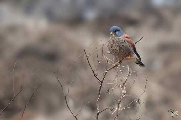 永定河峡谷的红隼
