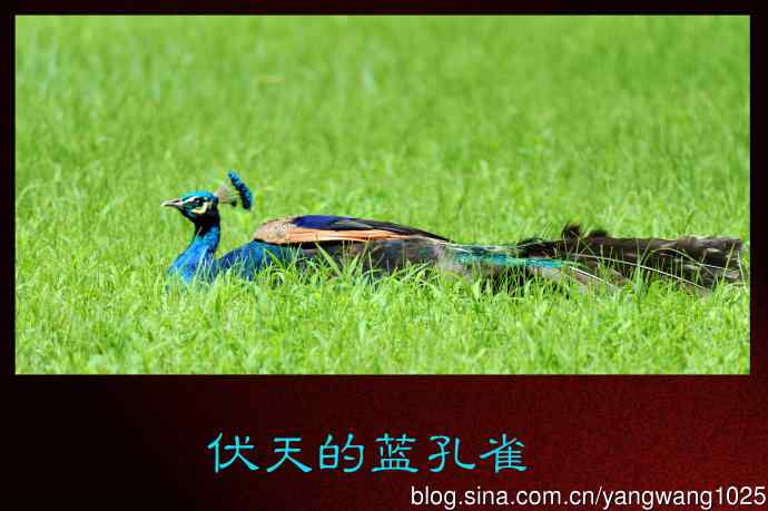 伏天的蓝孔雀 伏天的蓝孔雀