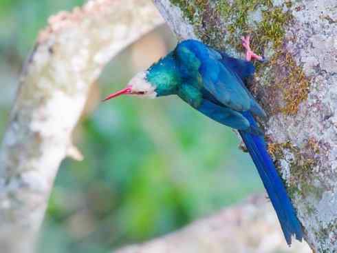 绝色攀禽:戴胜与林戴胜2 绝色攀禽:戴胜与林戴胜2