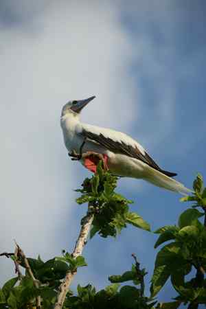 红脚鲣鸟的筑巢和繁殖 红脚鲣鸟的筑巢和繁殖