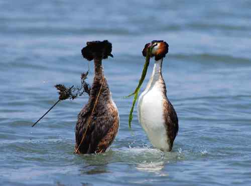 水上探戈舞蹈家——鸊鷉