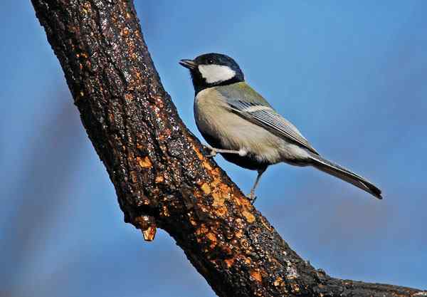 北京植物园赏鸟（二），大山雀（组图）