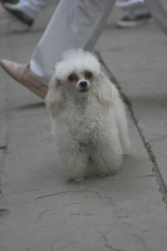 文殊院的白头鹎