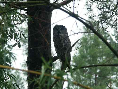 森林中最大的的猫头鹰——乌林枭