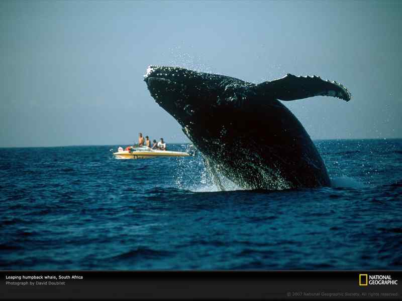 好看的动物图片(4)