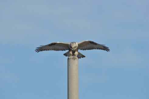[组图]大庆红旗水库的毛脚鵟
