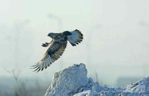 观鸟摄影之趣——人与鵟