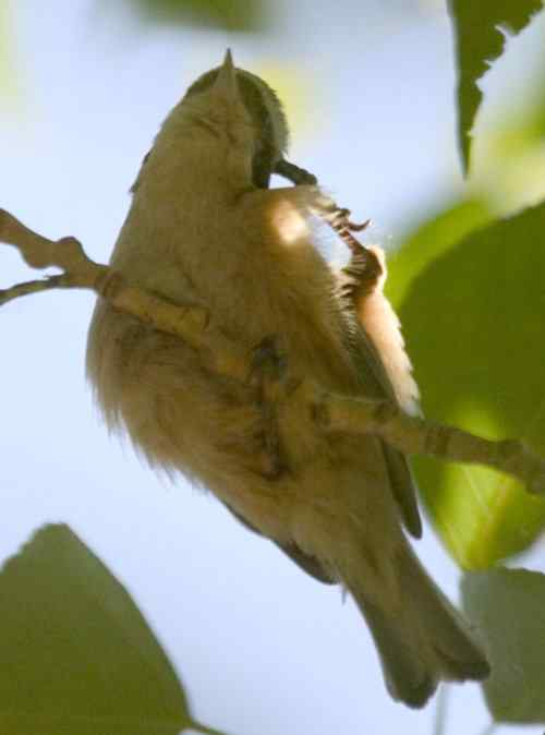 攀雀的鸭梨悬吊巢