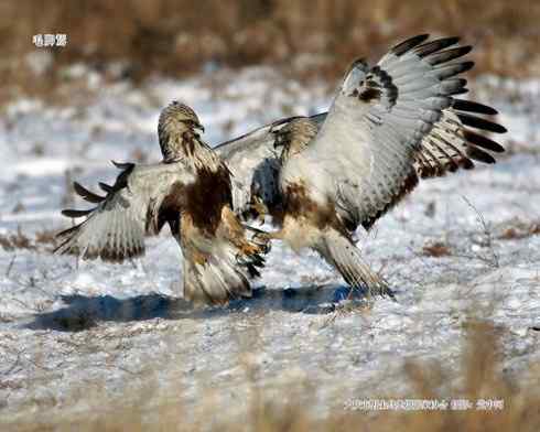 鵟的百变羽色——土灰型