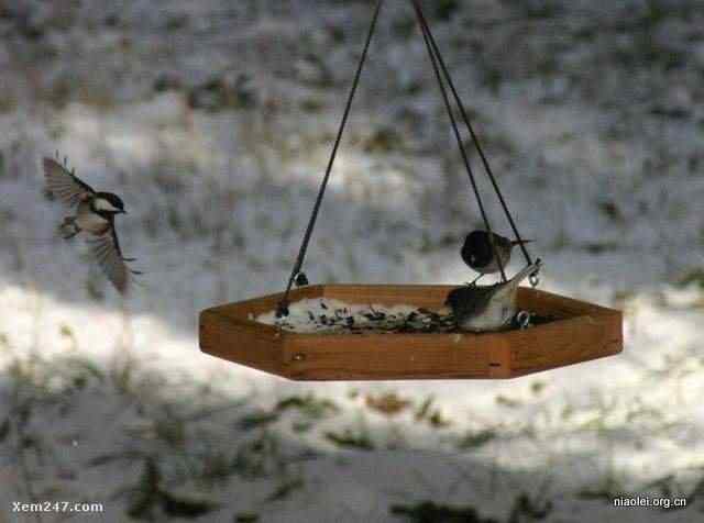 [组图]国外精致别致的鸟窝(40p)