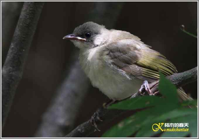 夏天的鈥湸裟疋潯菊掌 夏天的鈥湸裟疋潯菊掌